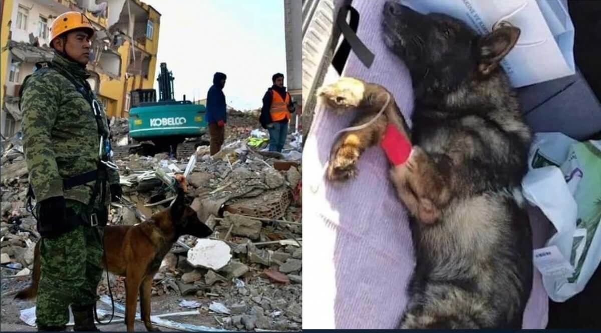 Собаки-спасатели в Турции, несмотря на травмы, не прекратили поиск людей