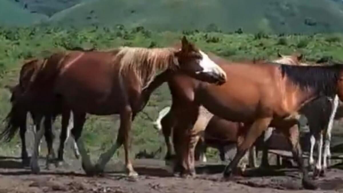 Лошадей стоимостью 12 миллионов тенге искали с помощью вертолета в Алматинской области