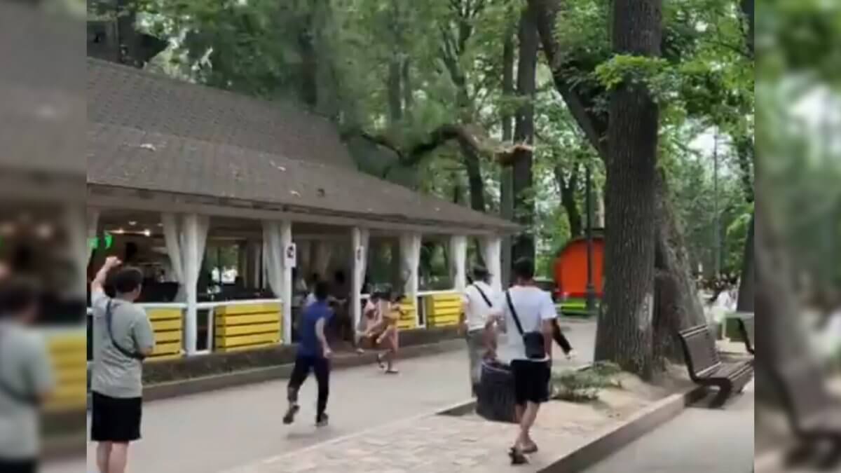 В парке Горького в Алматы упавшая ветка снесла крышу кафе