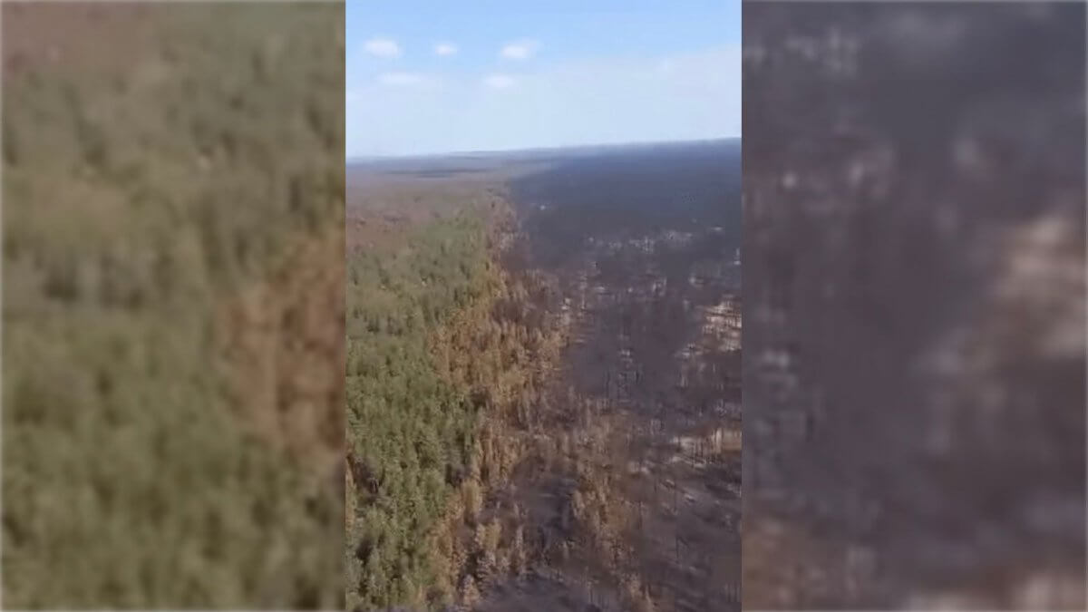 Появились видеокадры сгоревшего леса в области Абай с высоты птичьего полета