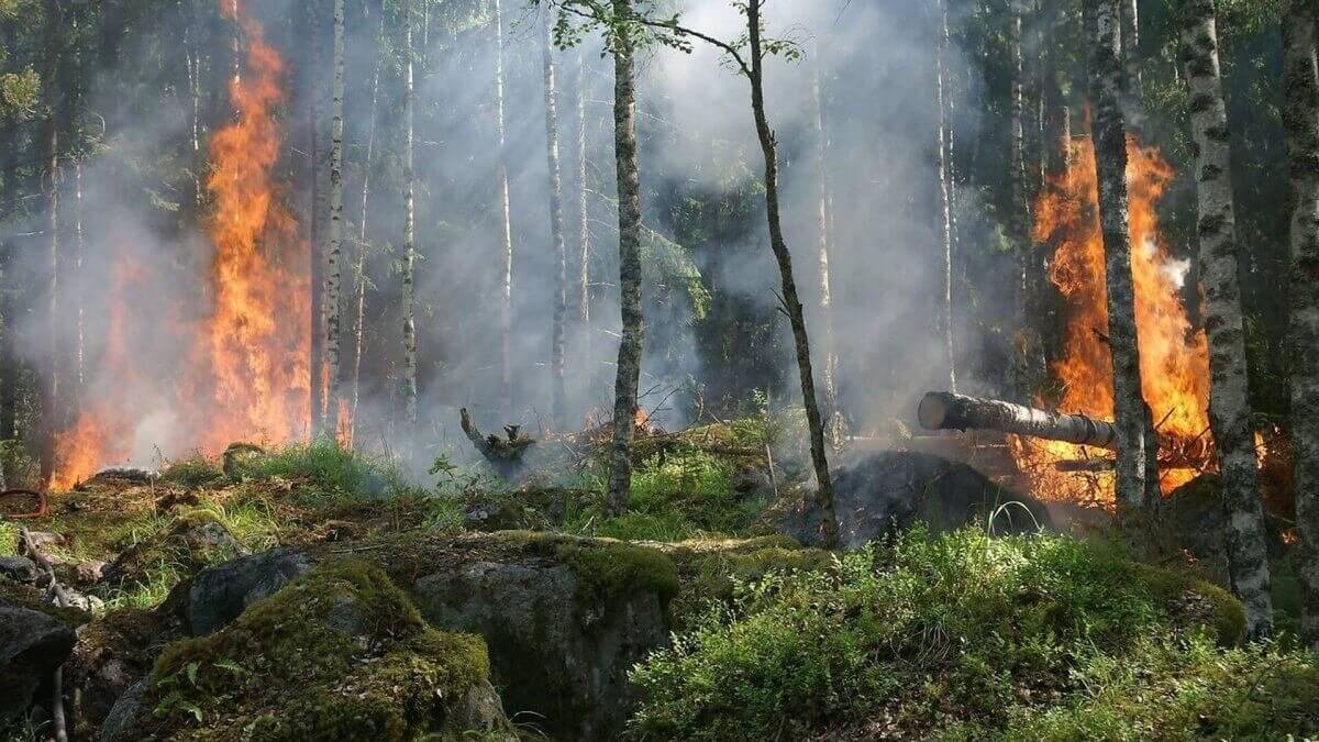 Когда восстановят лес в Абайской области – ответила Министр экологии