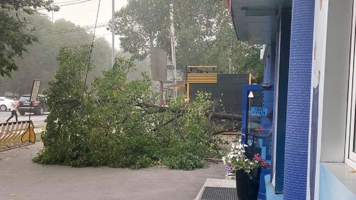 В Алматы из-за сильной бури попадали деревья