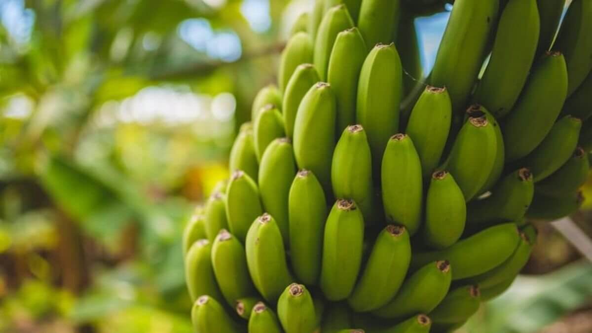 В Казахстане впервые начали выращивать бананы