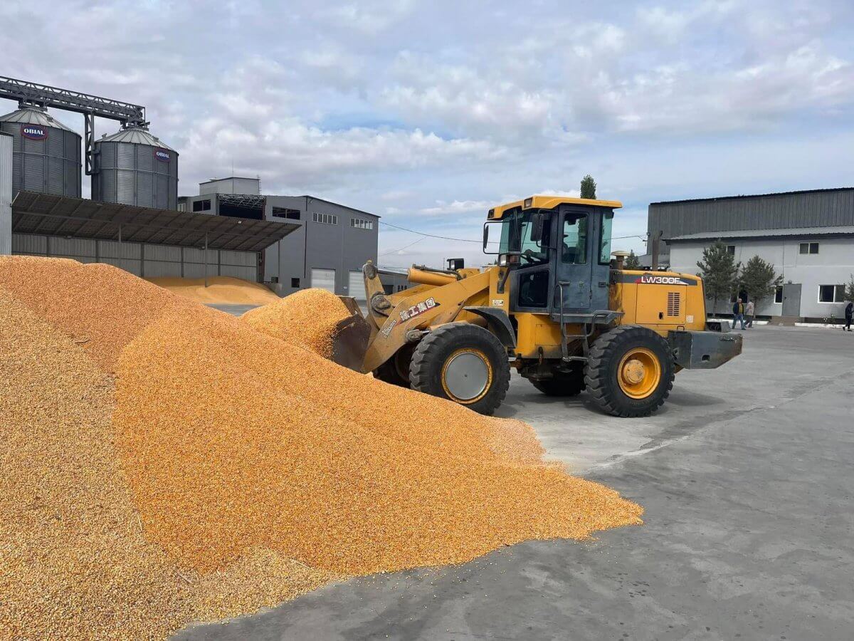Из-за вмешательства России производство кукурузы и пшеницы приносит убытки в Казахстане