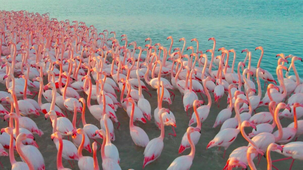 Смутила погода: тысячи фламинго неожиданно задержались в Казахстане