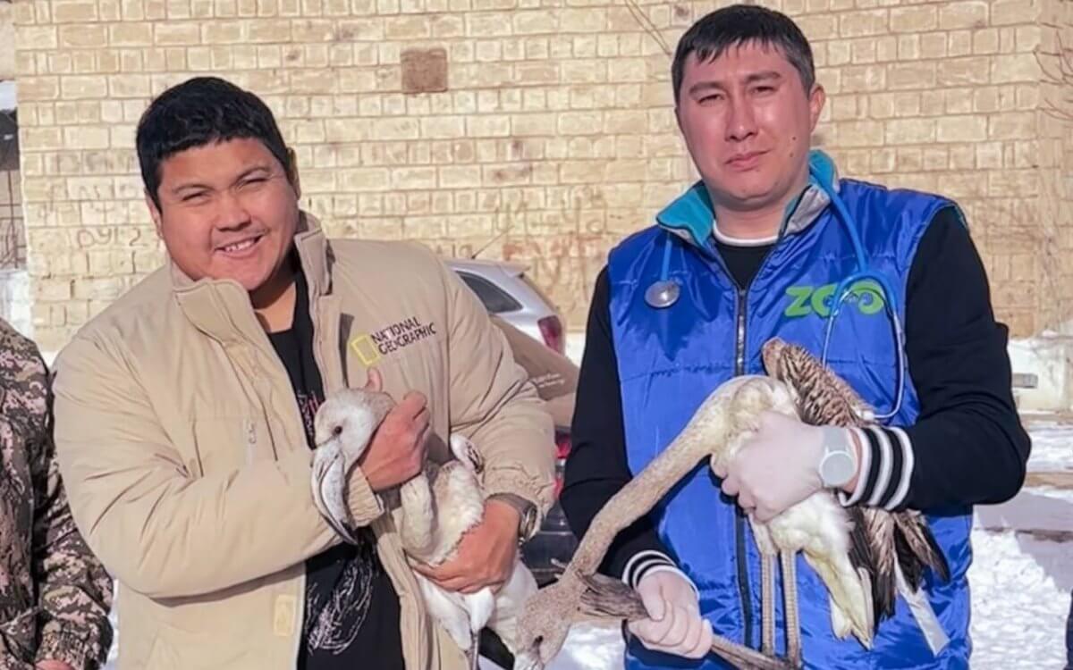 Спасенные в Актау блогером птенцы фламинго улетели в Алматы