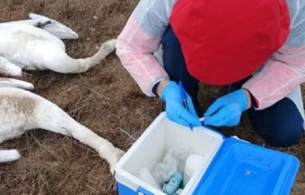Стала известна причина массовой гибели лебедей в Мангистауской области