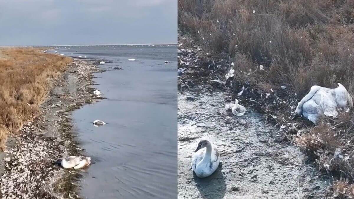 Количество погибших лебедей-шипунов в Актау уже превысило 600 особей