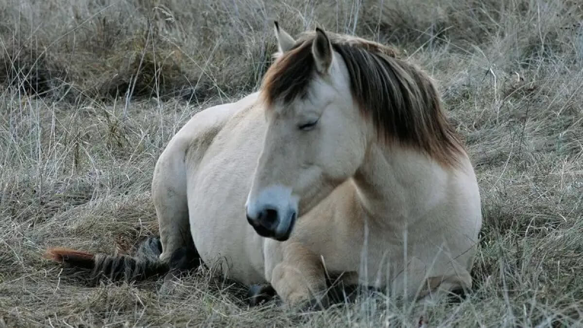 Загадочная болезнь лошадей в Карагандинской области - что ответили в Минсельхозе