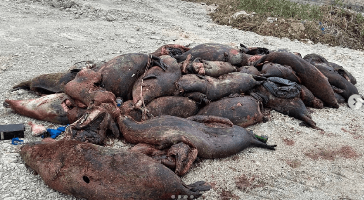 Более 150 туш мертвых тюленей обнаружено на побережье Каспийского моря в Мангистауской области