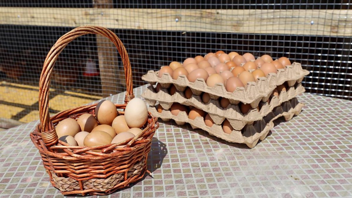 В Казахстане малообеспеченные семьи смогут получать скидки на продукты через цифровые ваучеры