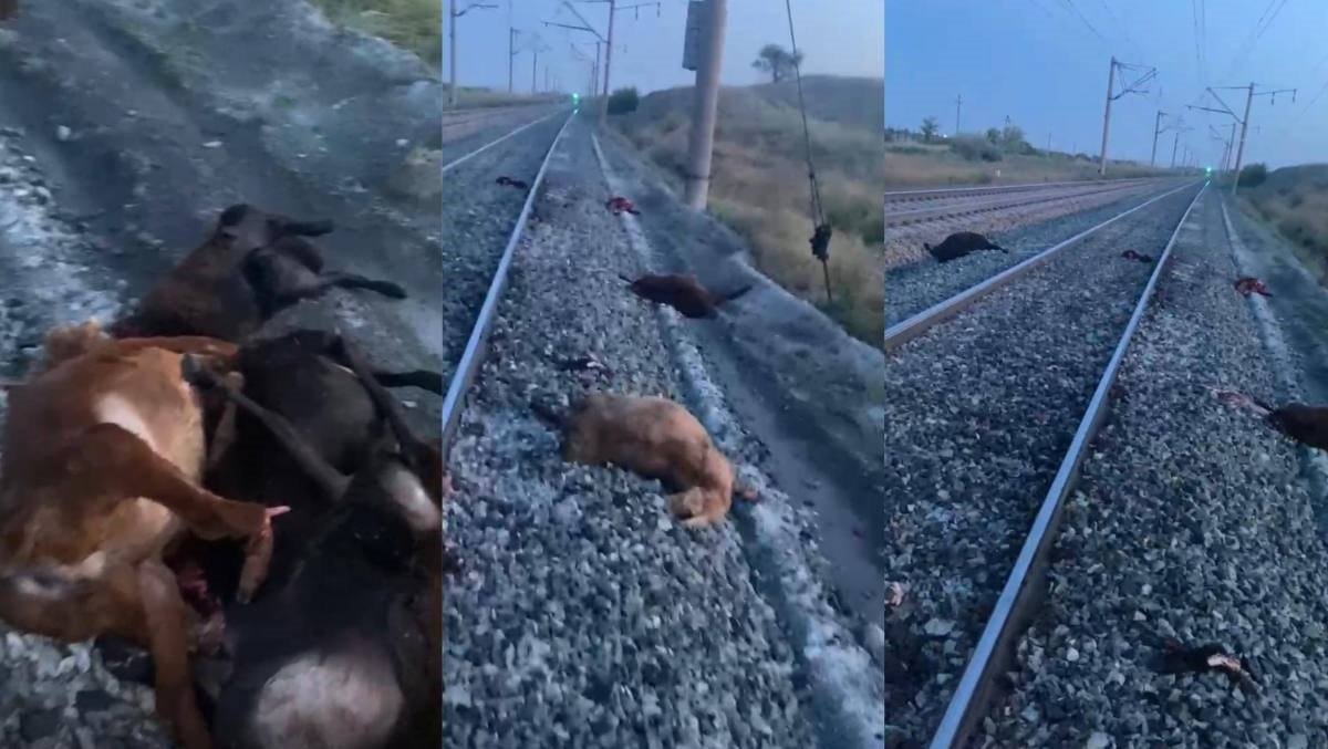 Под рельсами поезда погибла целая отара овец в Акмолинской области