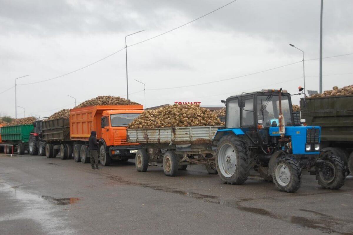 Сладкий урожай этого года: в Жетісу оба сахарных завода начали приемку сахарной свеклы
