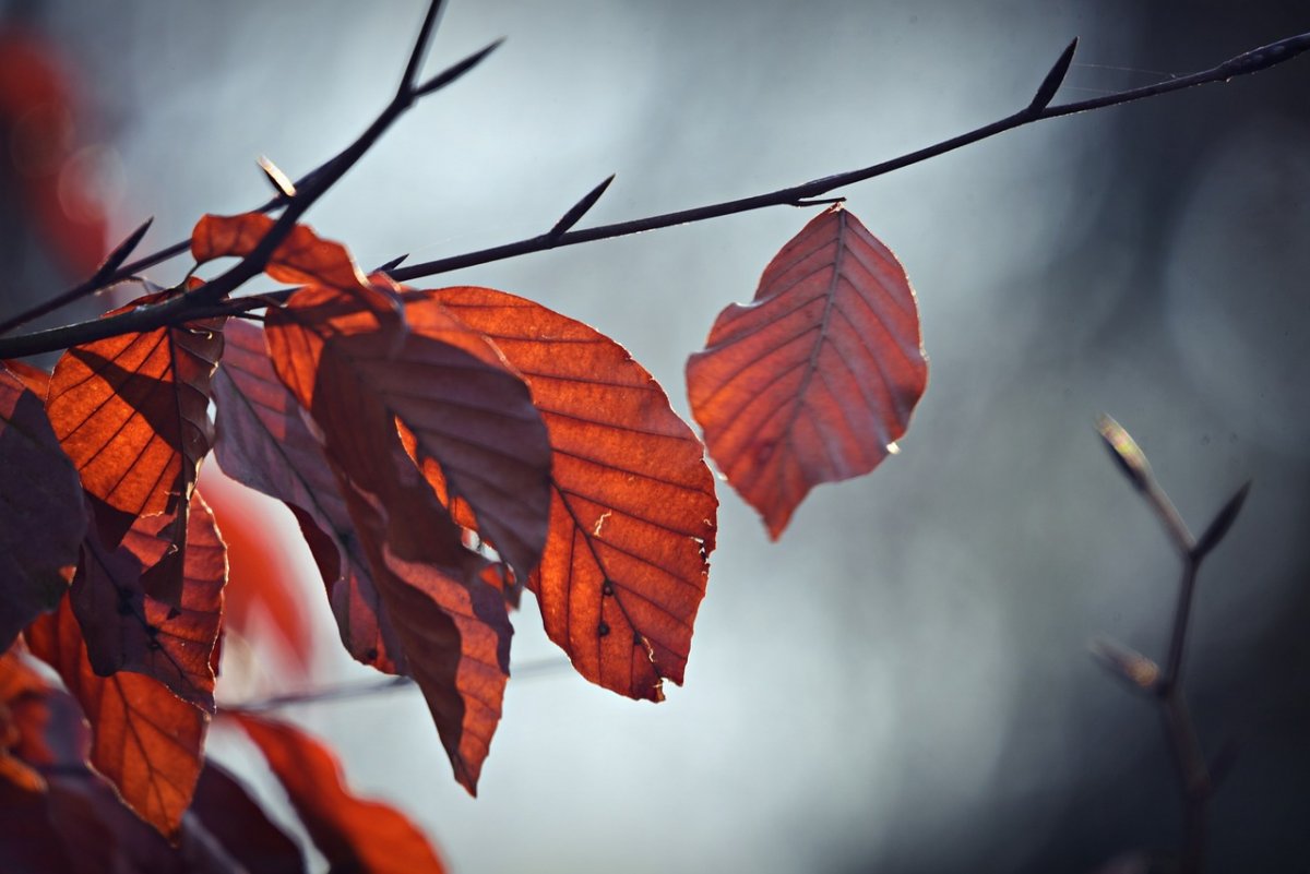 На севере морозные ночи, на юге – теплая осень: синоптики рассказали о погоде на три дня