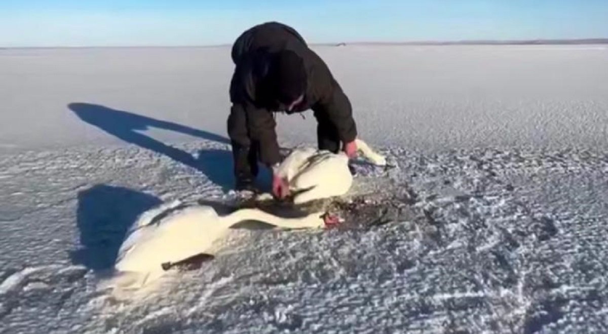 Двое акмолинцев в степи спасли замерзающих лебедей