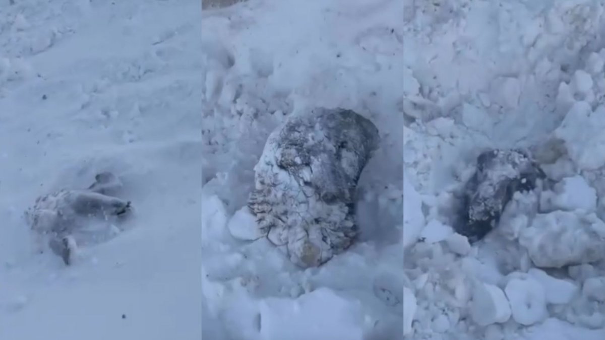 «Погибли десятки животных»: в ЗКО жители выкапывают баранов, занесенных снегом после внезапной метели
