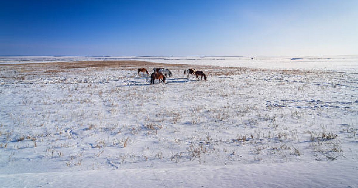 Поехал за скотом и не вернулся: в степи под Карагандой нашли тело 72-летнего мужчины