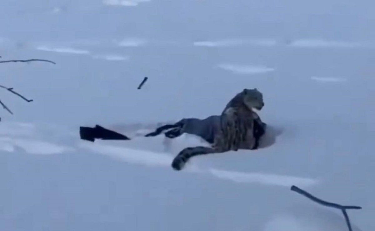 Снежный барс напал на лыжницу