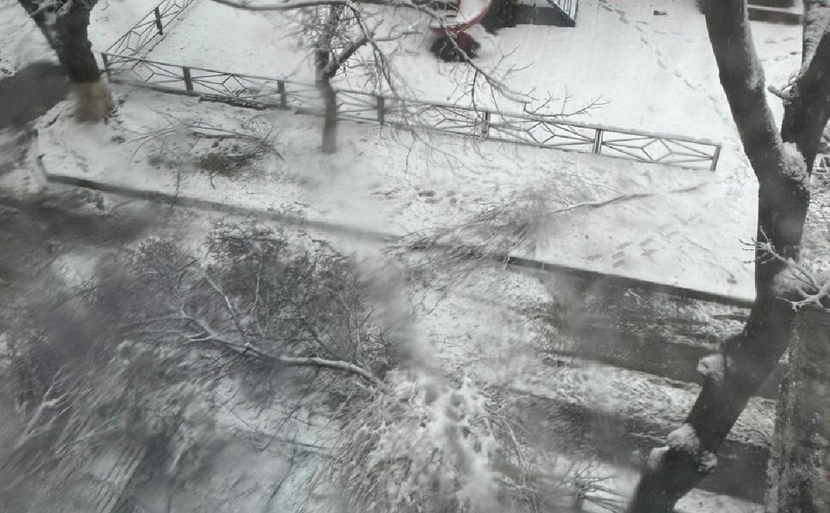 В Шымкенте ребенок погиб под упавшей веткой дерева