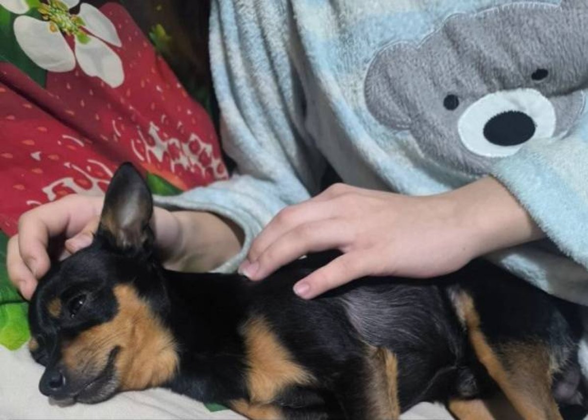 Избила детей из-за лая собаки: на павлодарку завели уголовное дело за побои