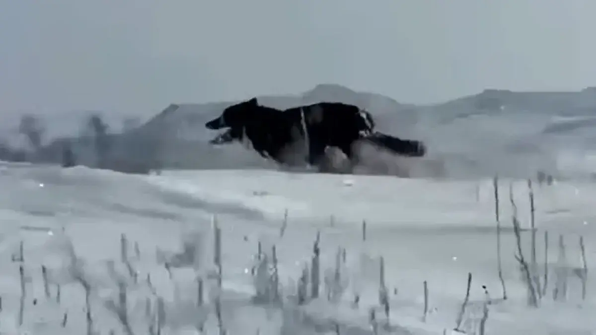 Редкий черный волк попал под регулирование в ВКО