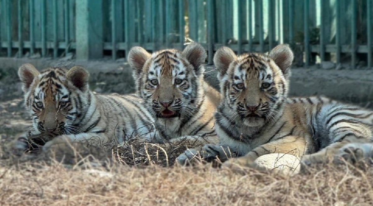 Тройня амурских тигрят родилась в зоопарке Алматы