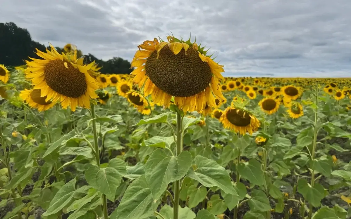 Казахстан вошёл в топ-6 стран мира по сельхозугодьям