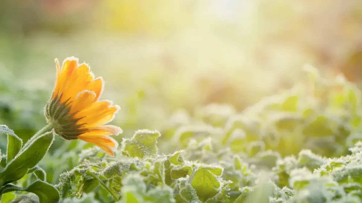 В Казахстане резко похолодает и выпадет снег