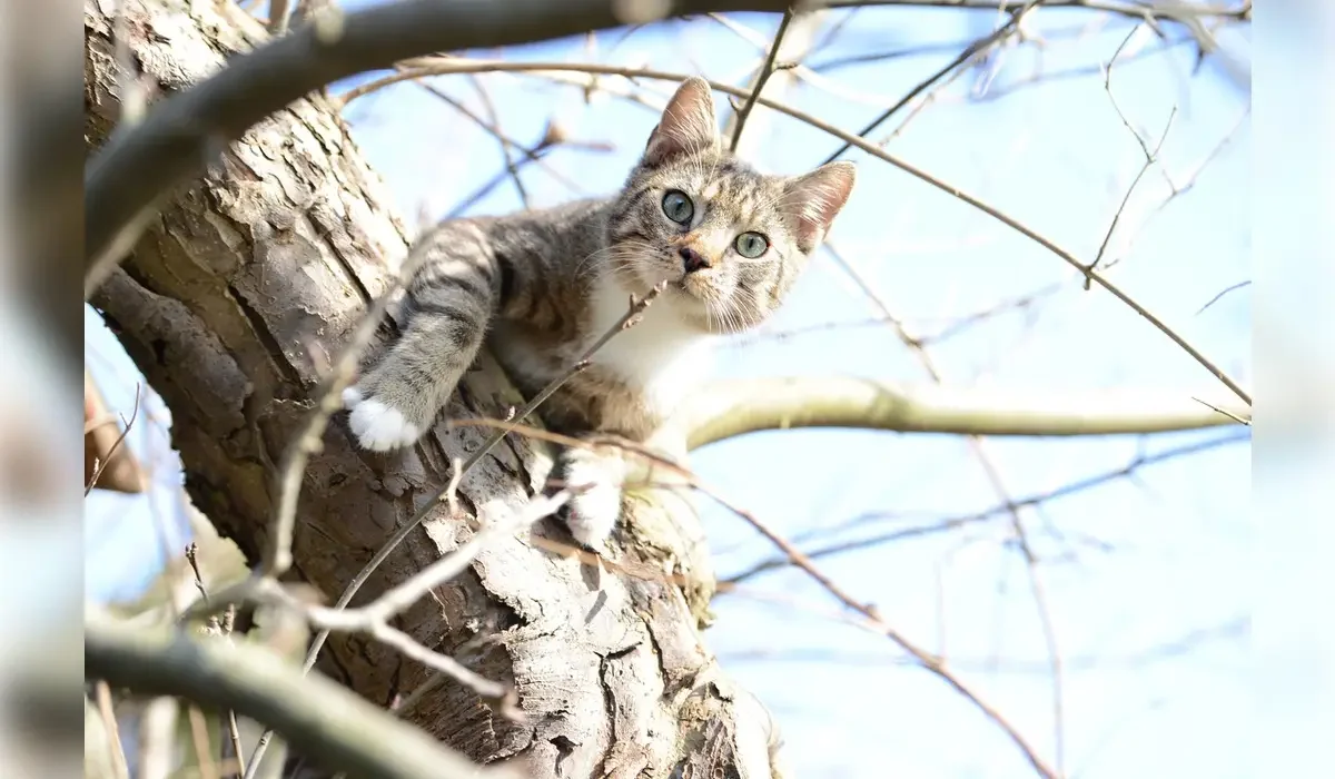 Спасал кота, но погиб сам: страшное ЧП в Павлодаре