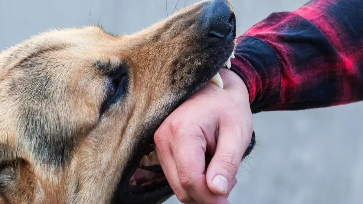 Собаки кусают каждые 12 минут: в Казахстане хотят ужесточить закон