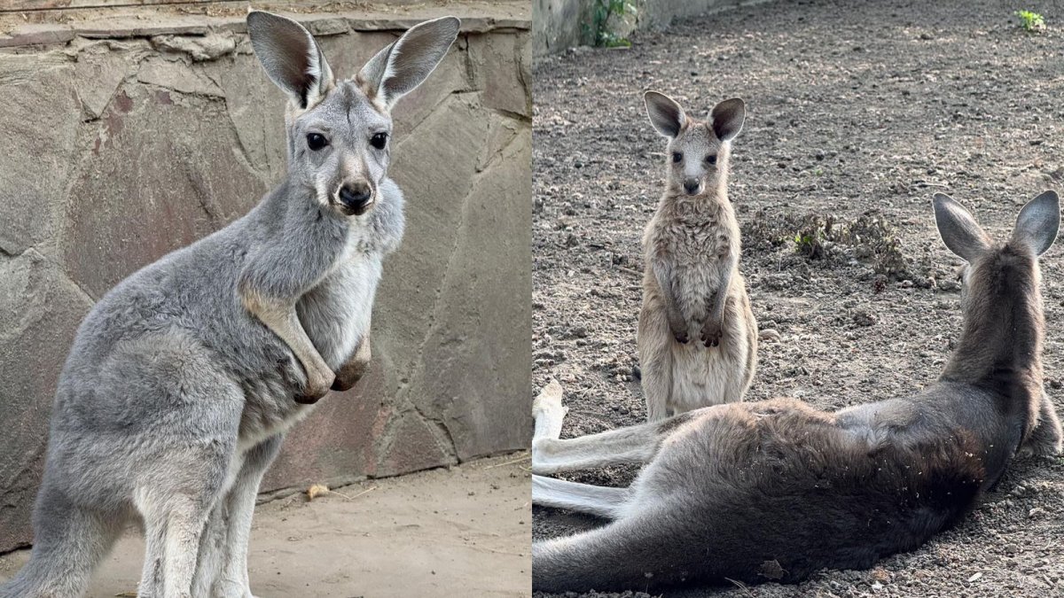 Кенгуро-бэби-бум в Алматинском зоопарке: родились сразу три малыша