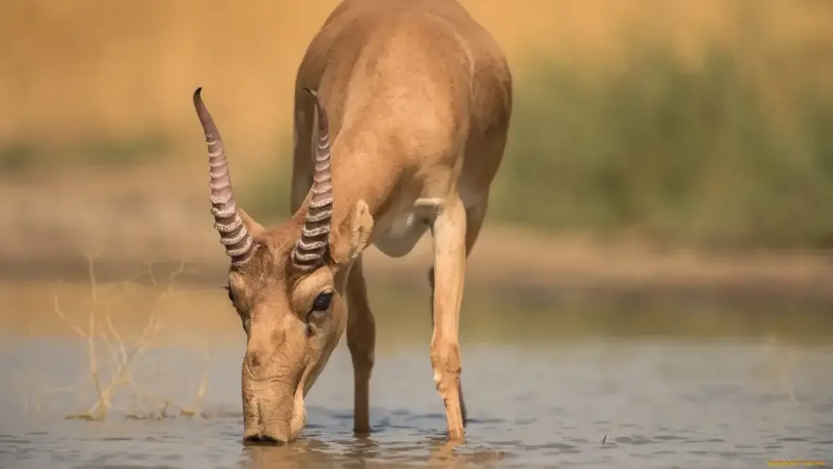 Более 1600 мертвых сайгаков нашли в ЗКО