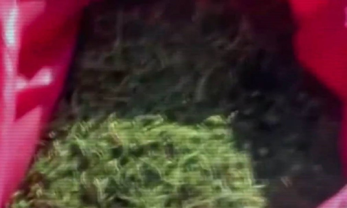 Почти три тонны наркотиков с начала года изъяло МВД Казахстана