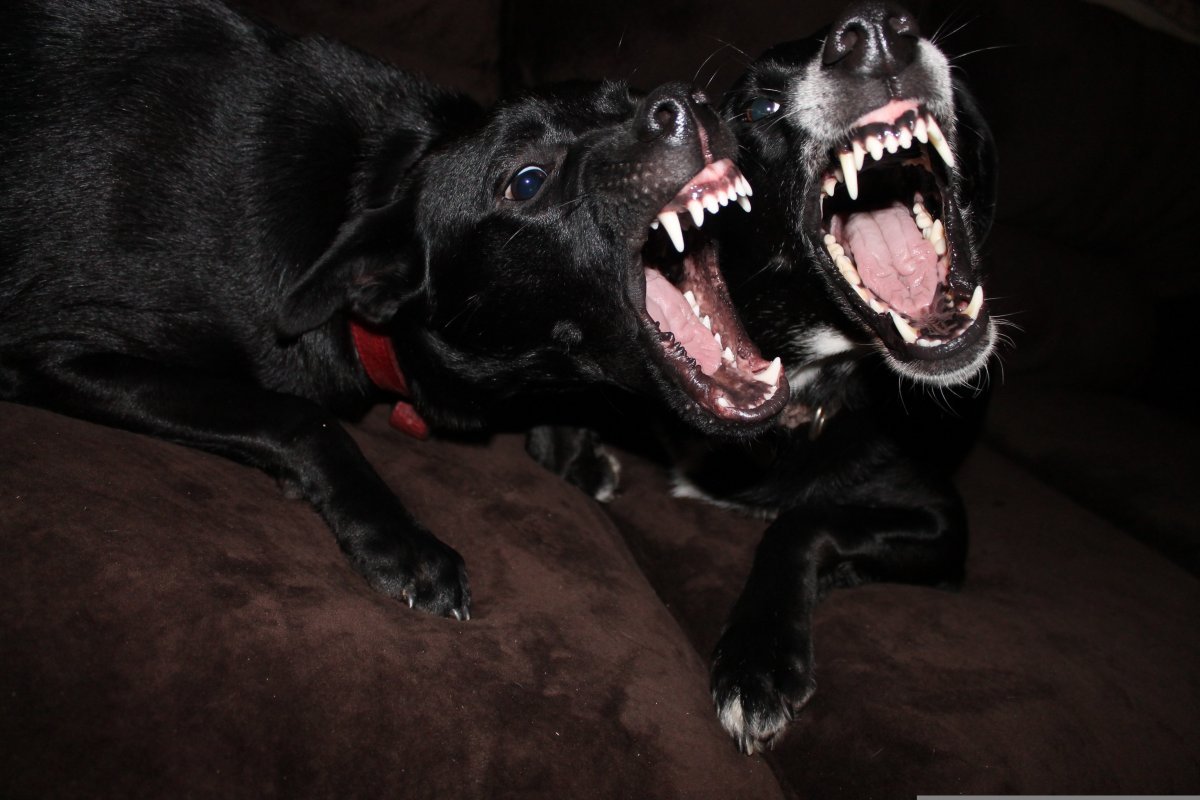 Власти ответили на идею налога на собак - эффект может быть неожиданным