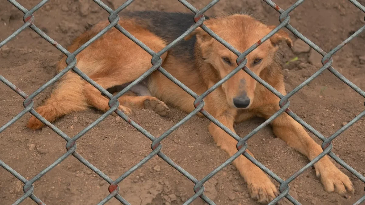 Аружан Саин переложила ответственность за нападения бродячих собак на самих детей