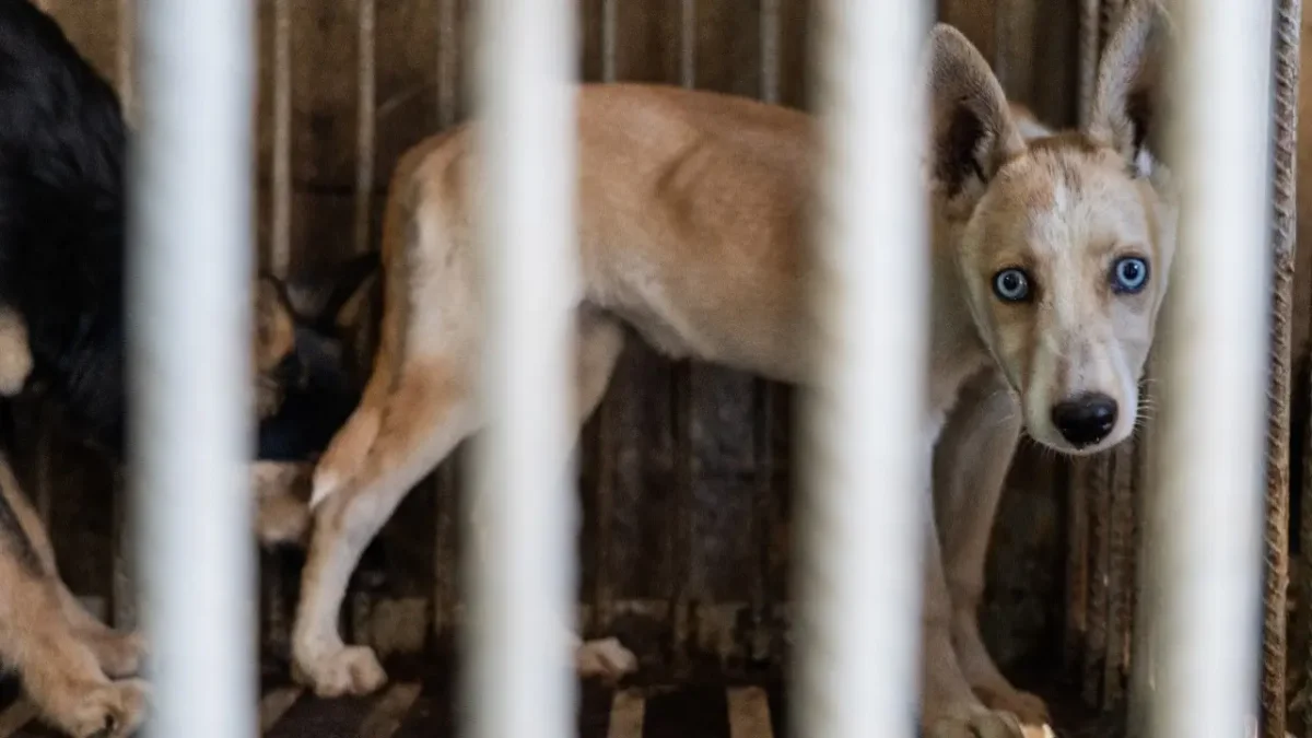 Депутаты потребовали проверить миллиарды, выделенные зооорганизациям