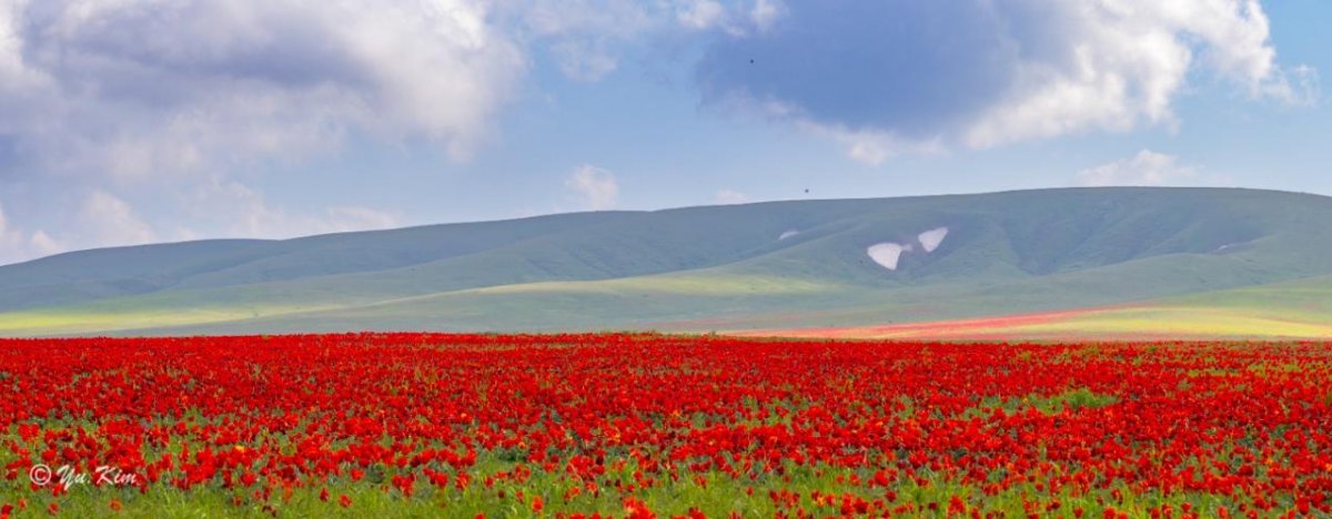В Жамбылской области пройдет международный фестиваль «Қызғалдақ мұра»
