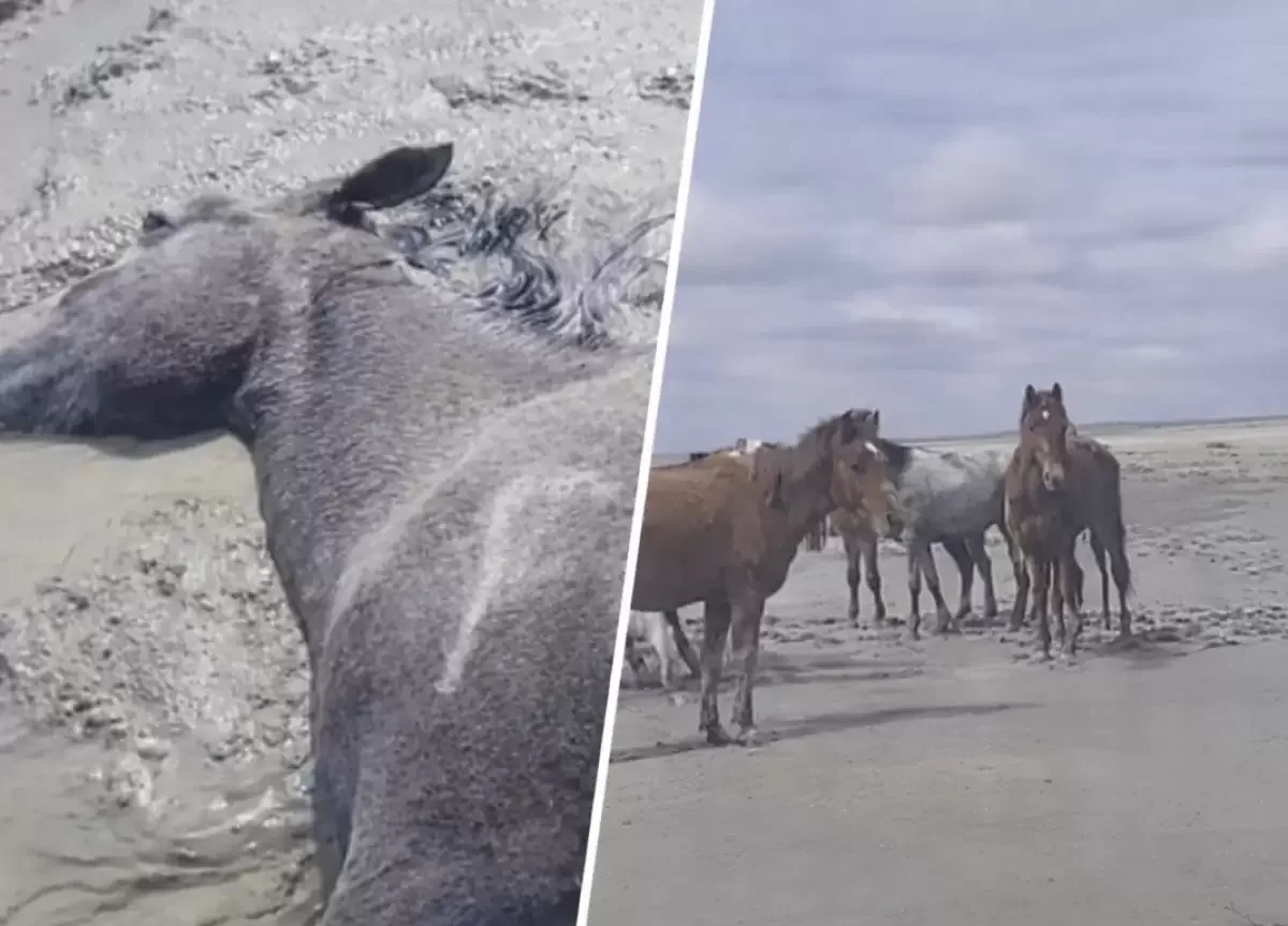 Сотни лошадей погибли в Мангистау: что на самом деле произошло после дождей?