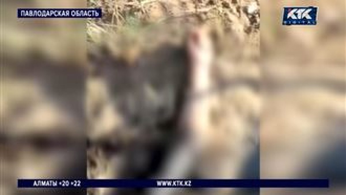 В Аксу нашли обнаженное тело женщины: следствие рассматривает версию убийства