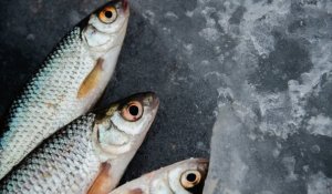 В ВКО планируют получить 1300 тонн рыбы