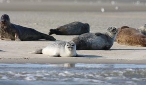 На берегу Каспия обнаружили 131 мертвых тюленей