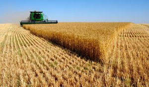 Казахстан на уровне Анголы по урожайности зерна