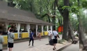 В парке Горького в Алматы упавшая ветка снесла крышу кафе
