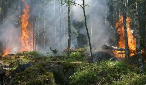 Возбуждено уголовное дело по факту пожара в Абайской области