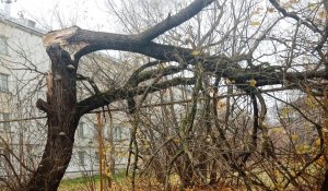 Аварийные деревья являются рассадниками вредителей: какие деревья вырубают в Алматы