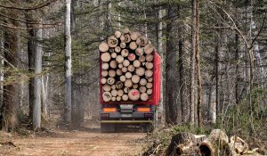 Факты вывоза леса с “Ертіс орманы” выявила полиция Павлодарской области