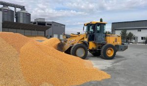 Из-за вмешательства России производство кукурузы и пшеницы приносит убытки в Казахстане