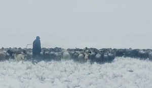 Пропавших овец на 36 млн тенге нашел участковый в ЗКО