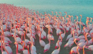 Смутила погода: тысячи фламинго неожиданно задержались в Казахстане