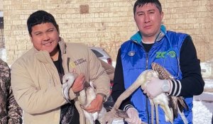 Спасенные в Актау блогером птенцы фламинго улетели в Алматы